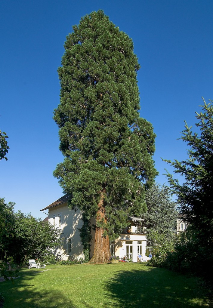 Mammutbaum, gepflanzt vor über 100 Jahren (nach Meinung von Forstexperten) an der Bandelstraße in Detmold.